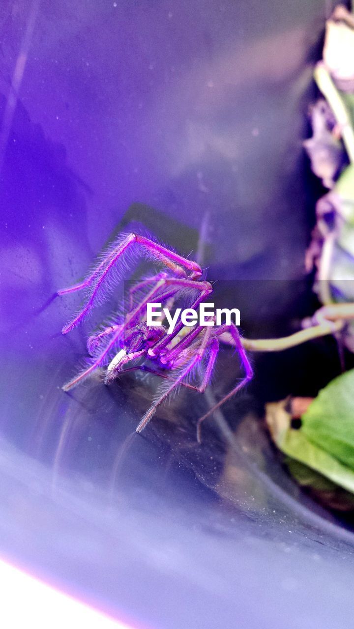 CLOSE-UP OF PURPLE FLOWER