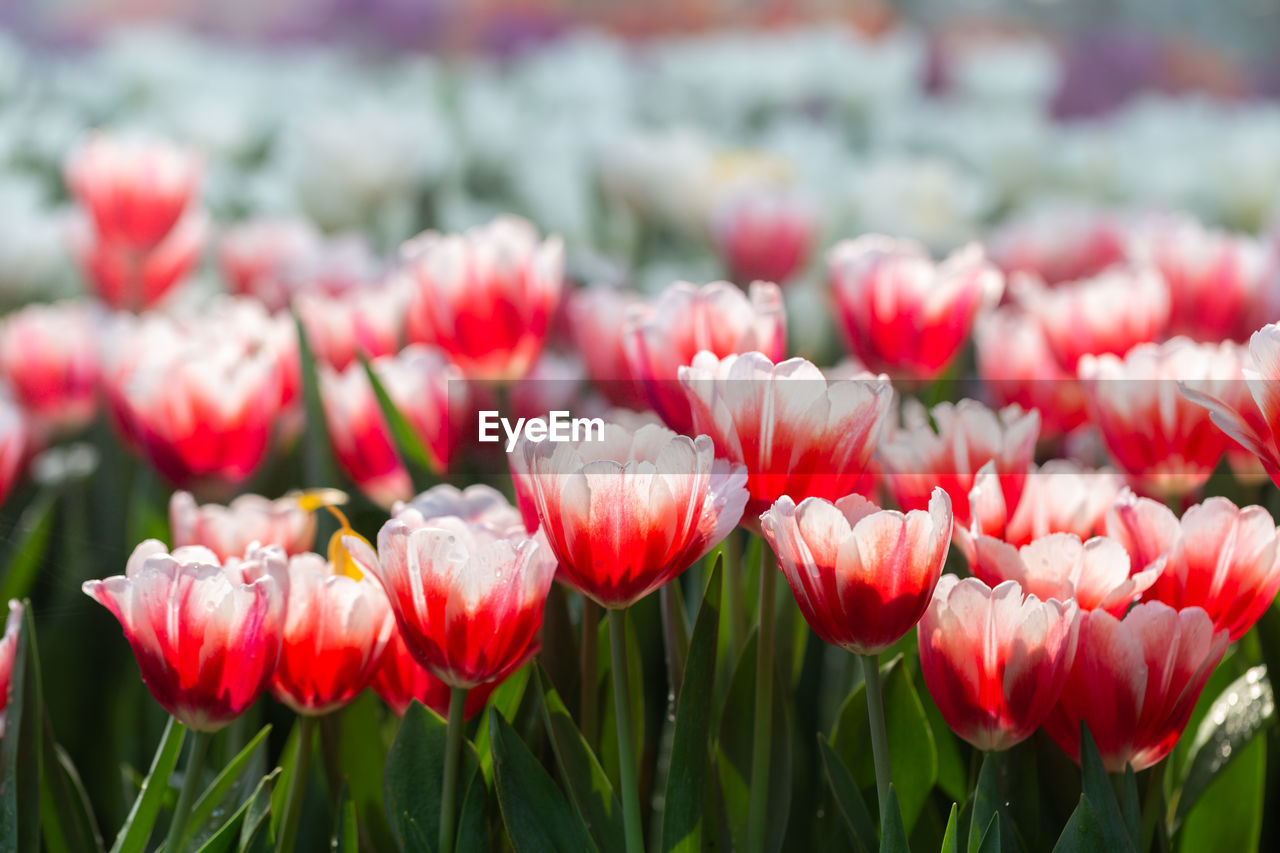 CLOSE-UP OF RED TULIPS