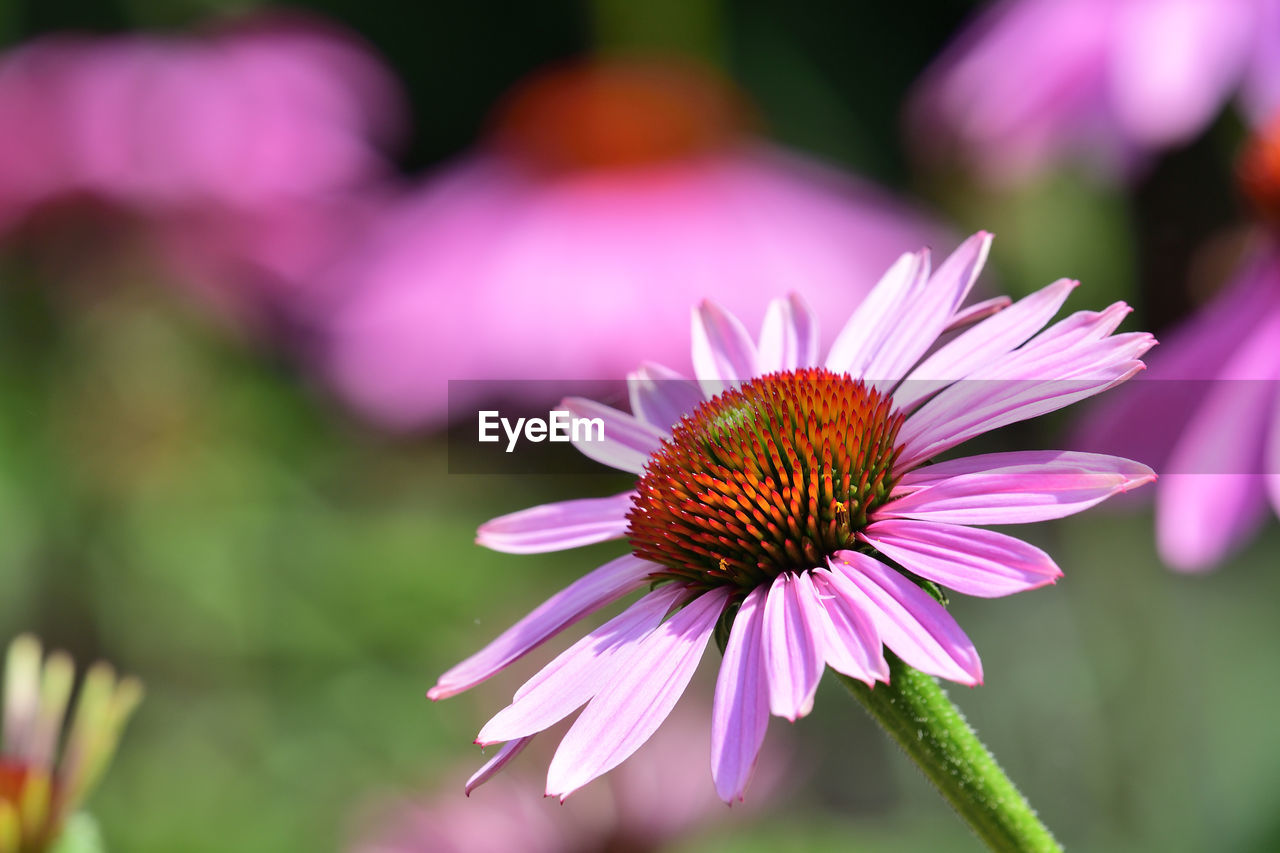 Close up of a pink echinacea flower in bloom 