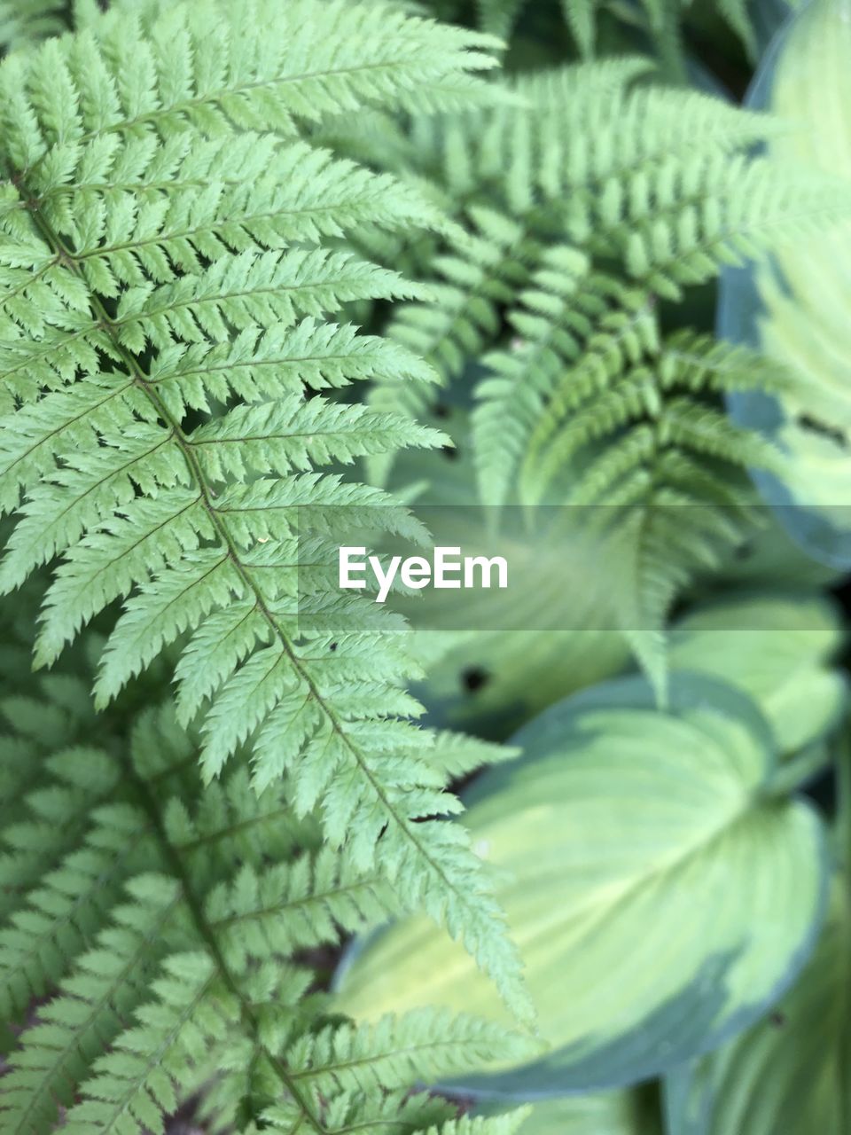 green, leaf, plant part, plant, close-up, growth, flower, nature, no people, beauty in nature, ferns and horsetails, fern, backgrounds, full frame, day, freshness, selective focus, outdoors, tree, focus on foreground, botany, pattern