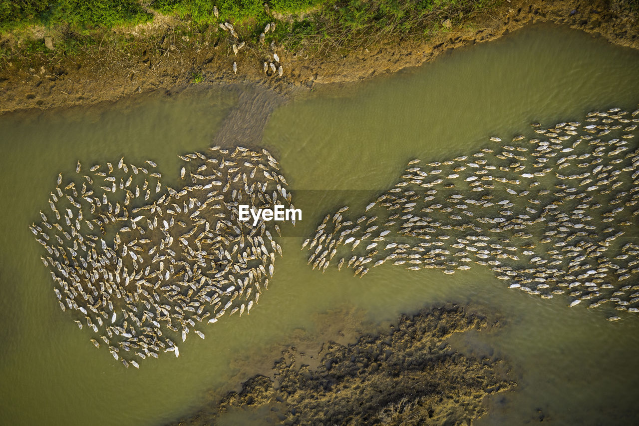 High angle view of birds swimming in lake