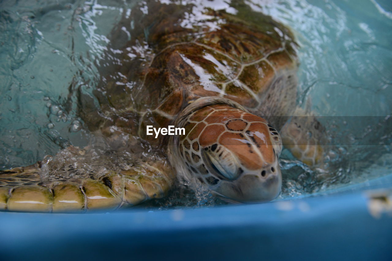 FISH SWIMMING IN SEA