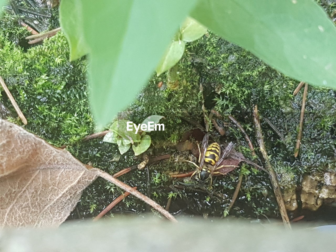 HIGH ANGLE VIEW OF WET PLANT LEAVES