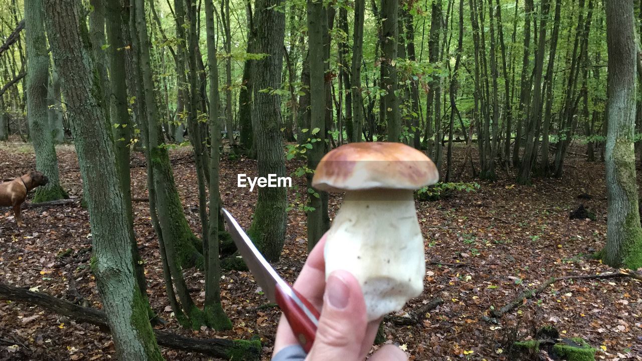 Close-up of hand holding mushroom in forest