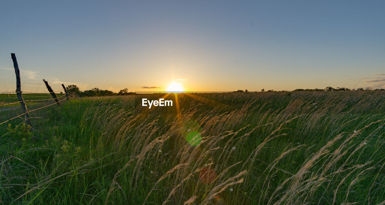 Scenic view of field against clear sky during sunset