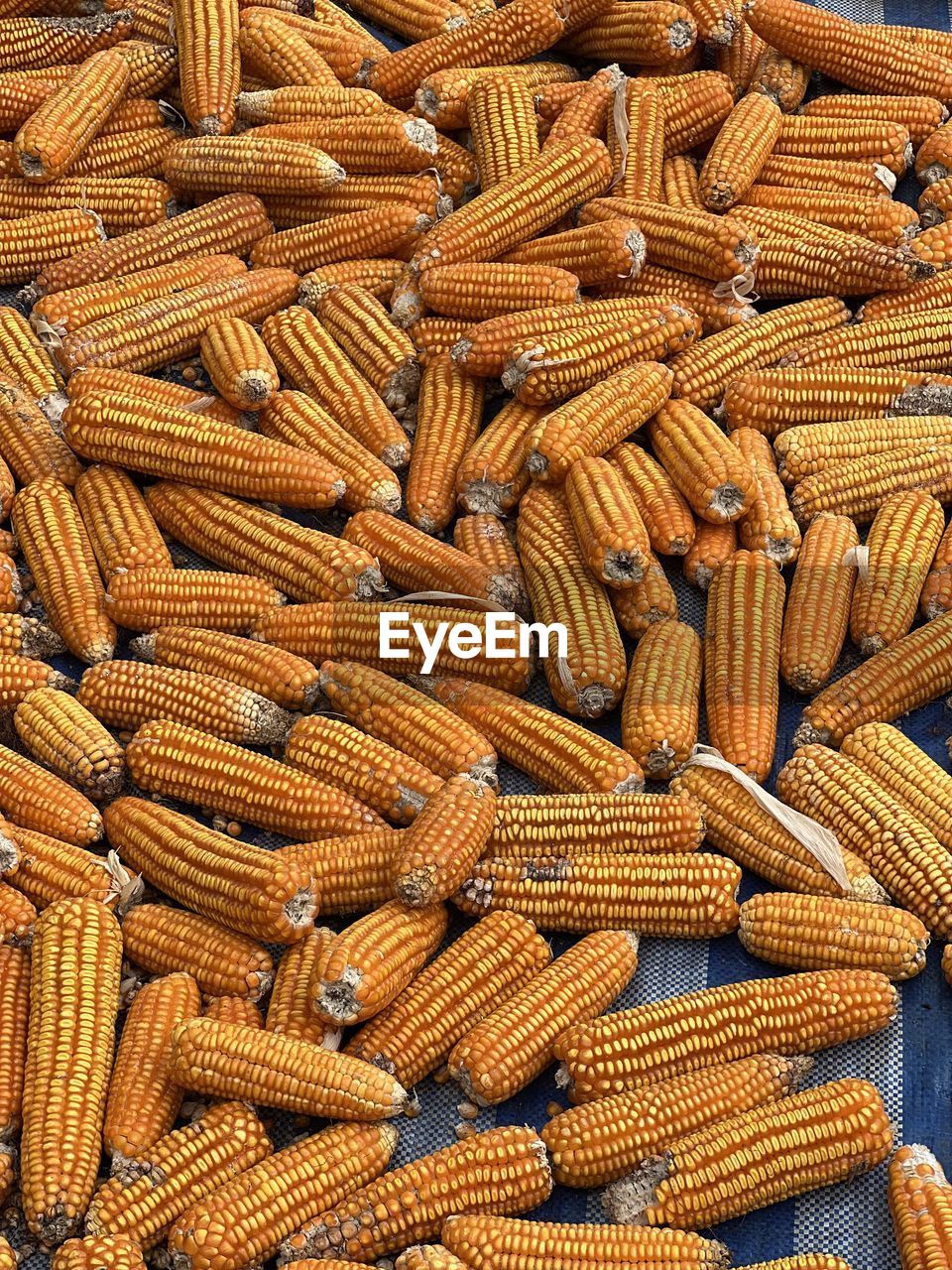 full frame shot of fresh corns