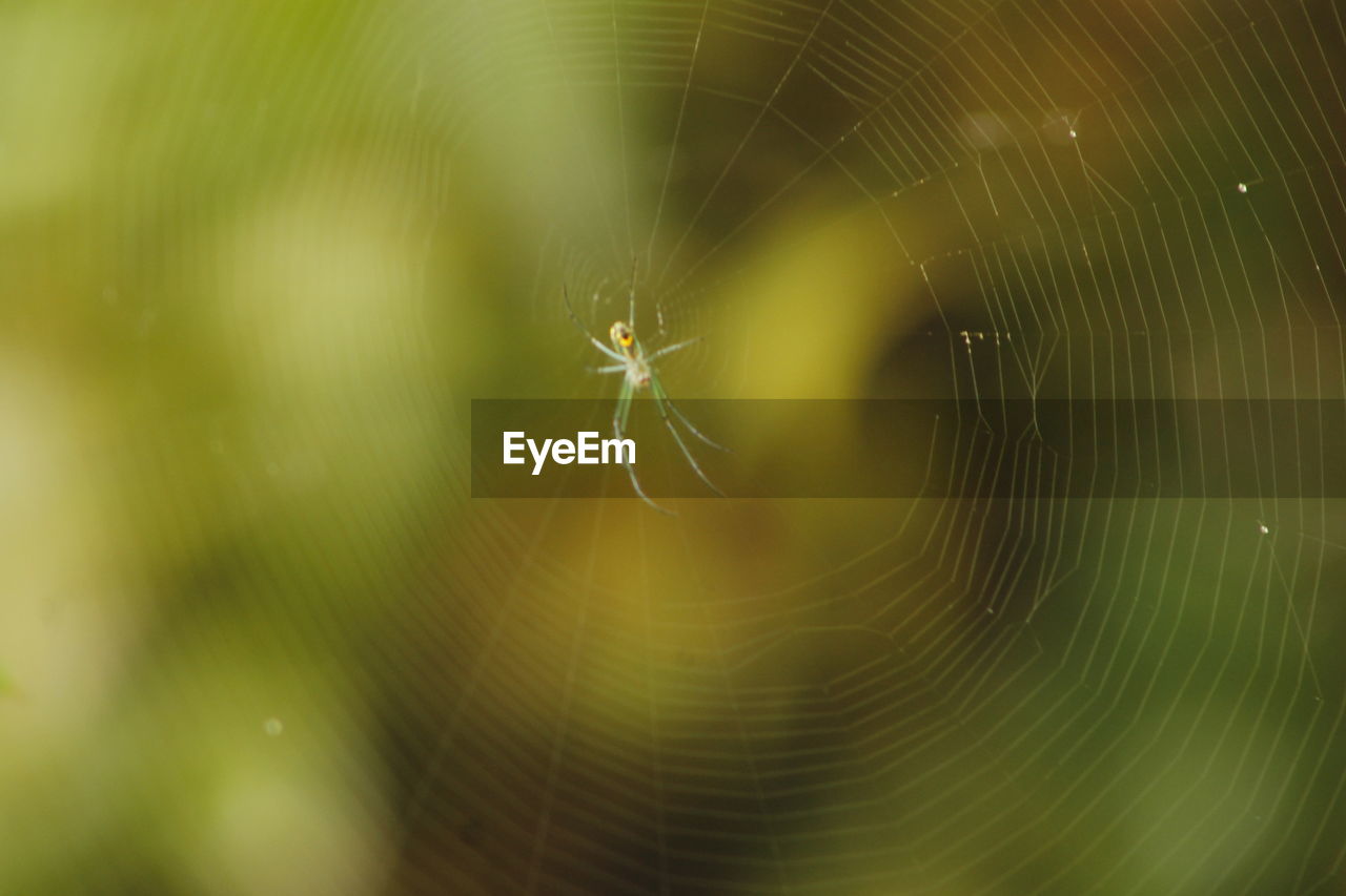 Close-up of spider on web