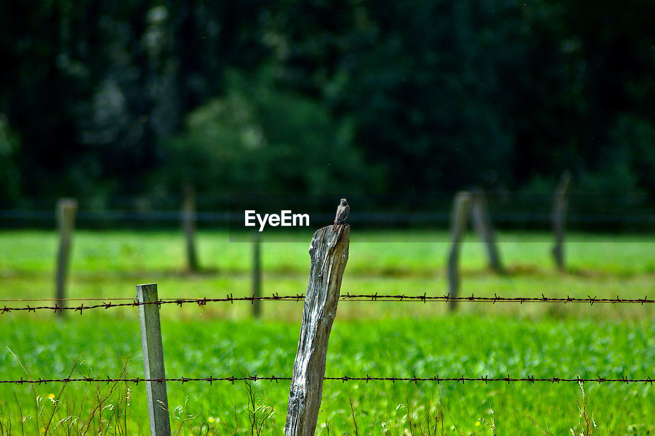 BIRD PERCHING ON WOODEN POST