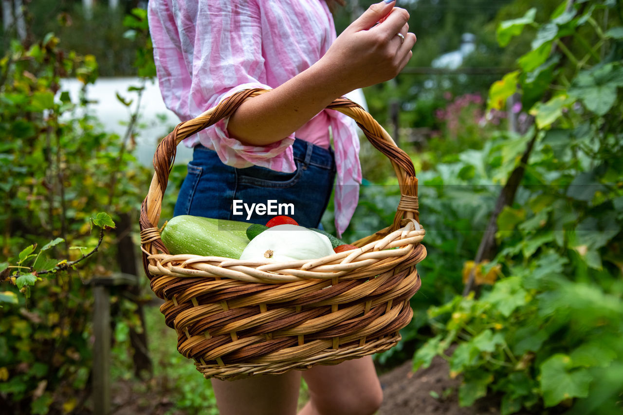 Faceless woman keeps basket with fresh vegetables in her garden