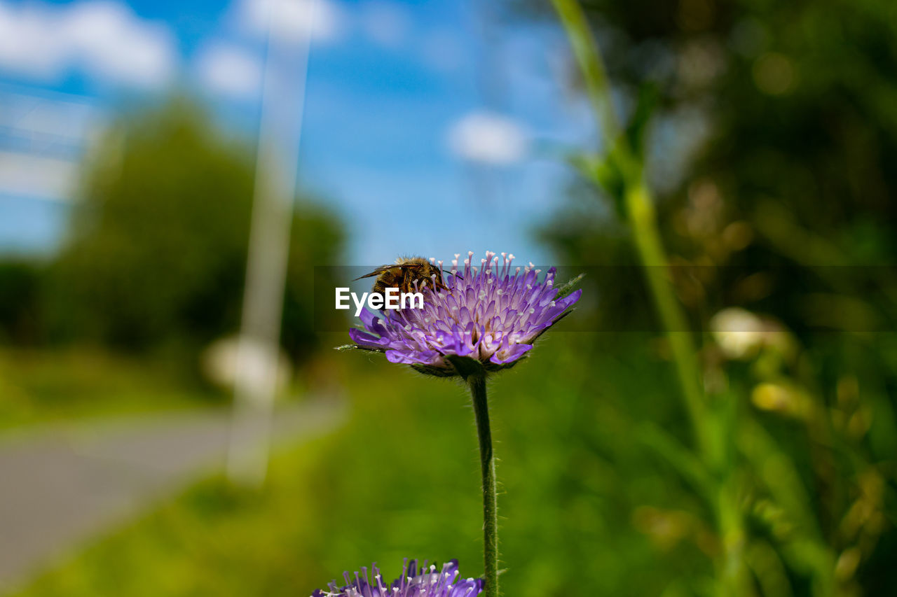 CLOSE-UP OF BUTTERFLY POLLINATING ON PURPLE FLOWER