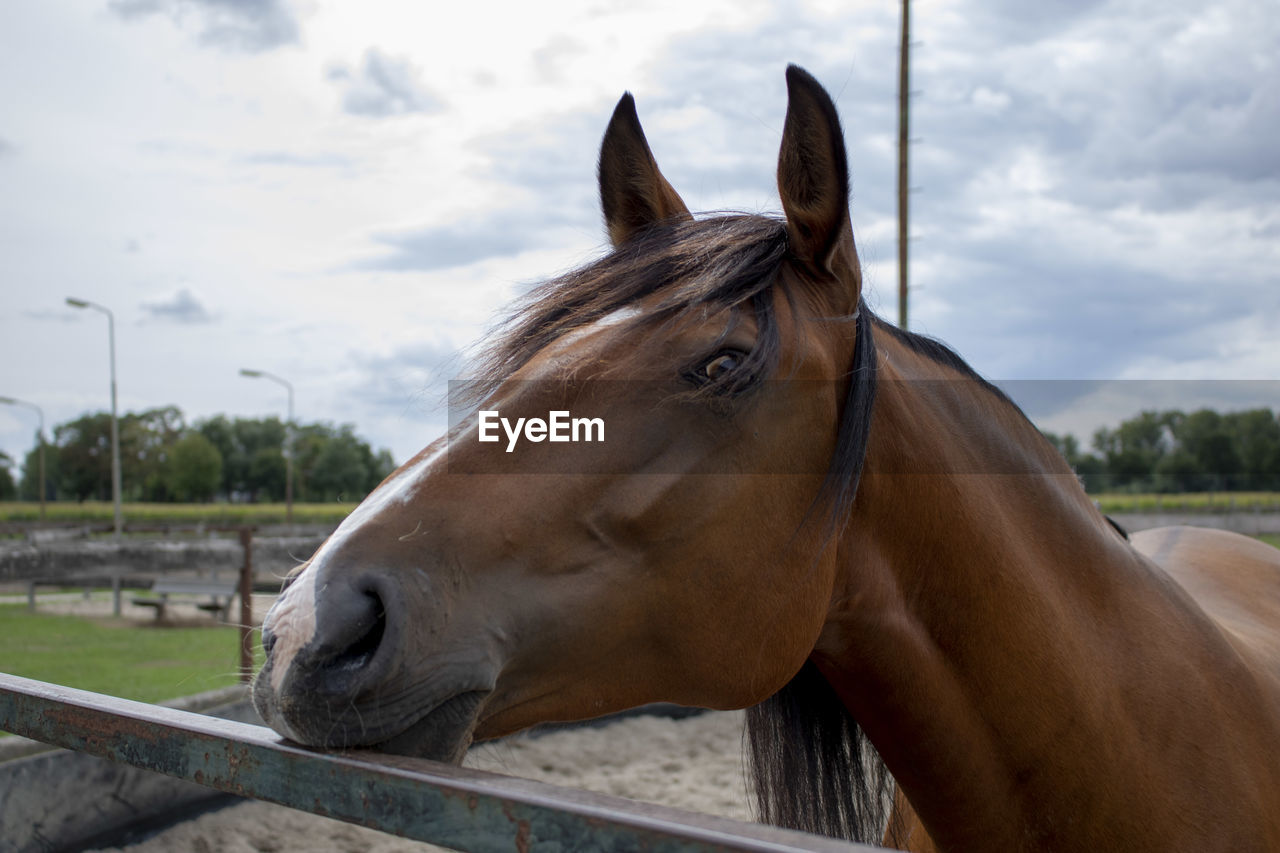 CLOSE-UP OF A HORSE IN RANCH