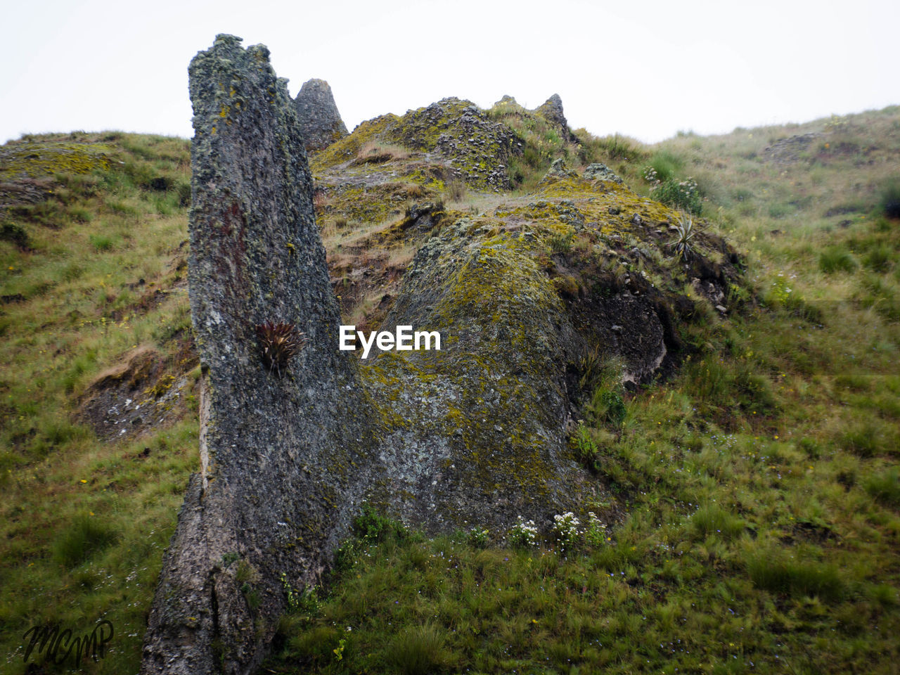 Close-up of moss on rock