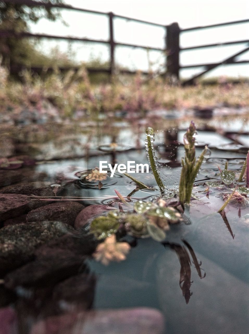 Close-up of plants in water