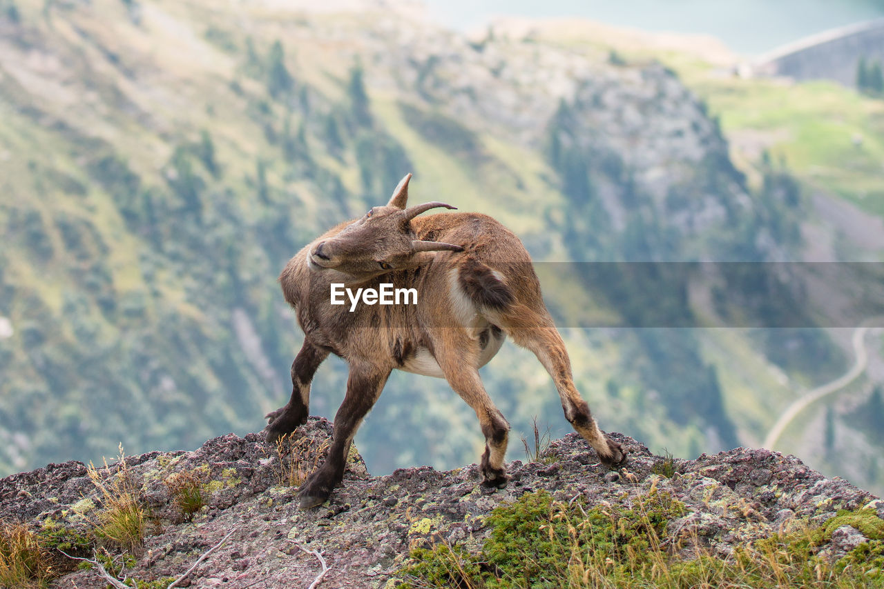 close-up of horse standing on mountain