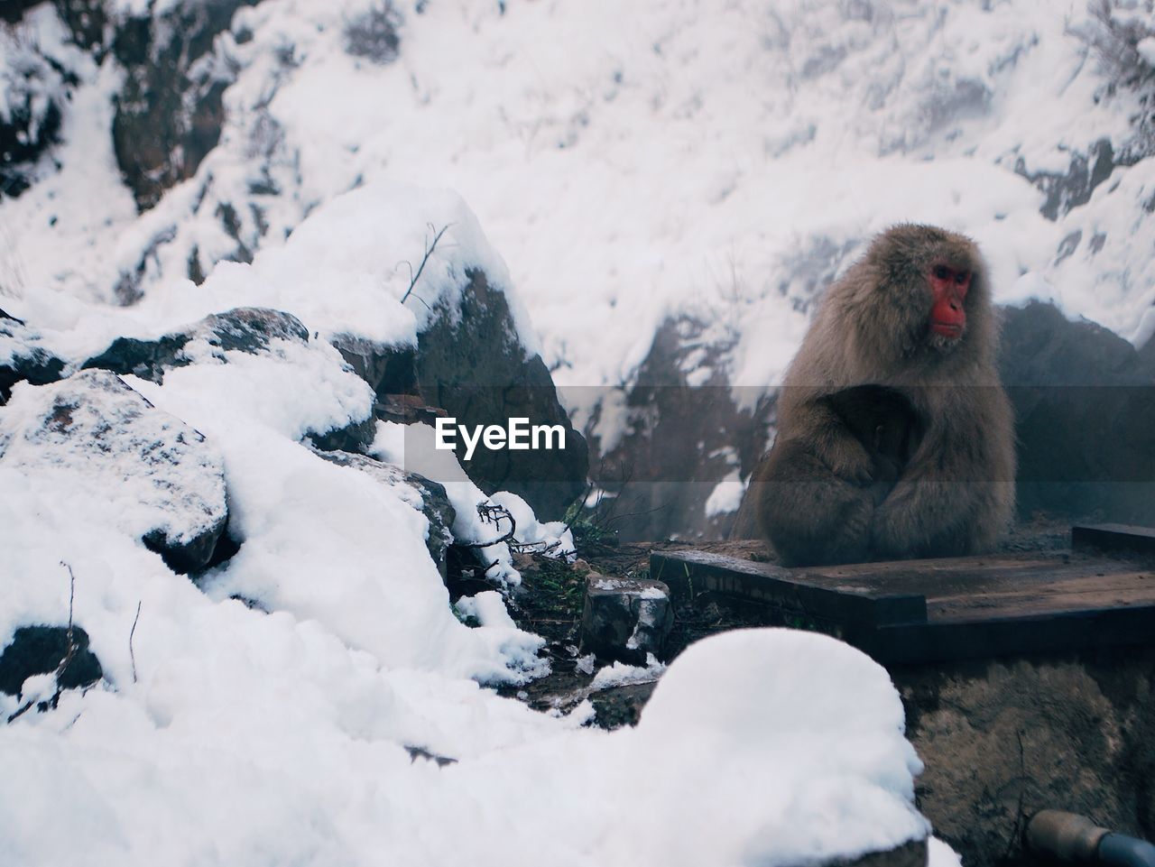 Monkey on mountain during winter