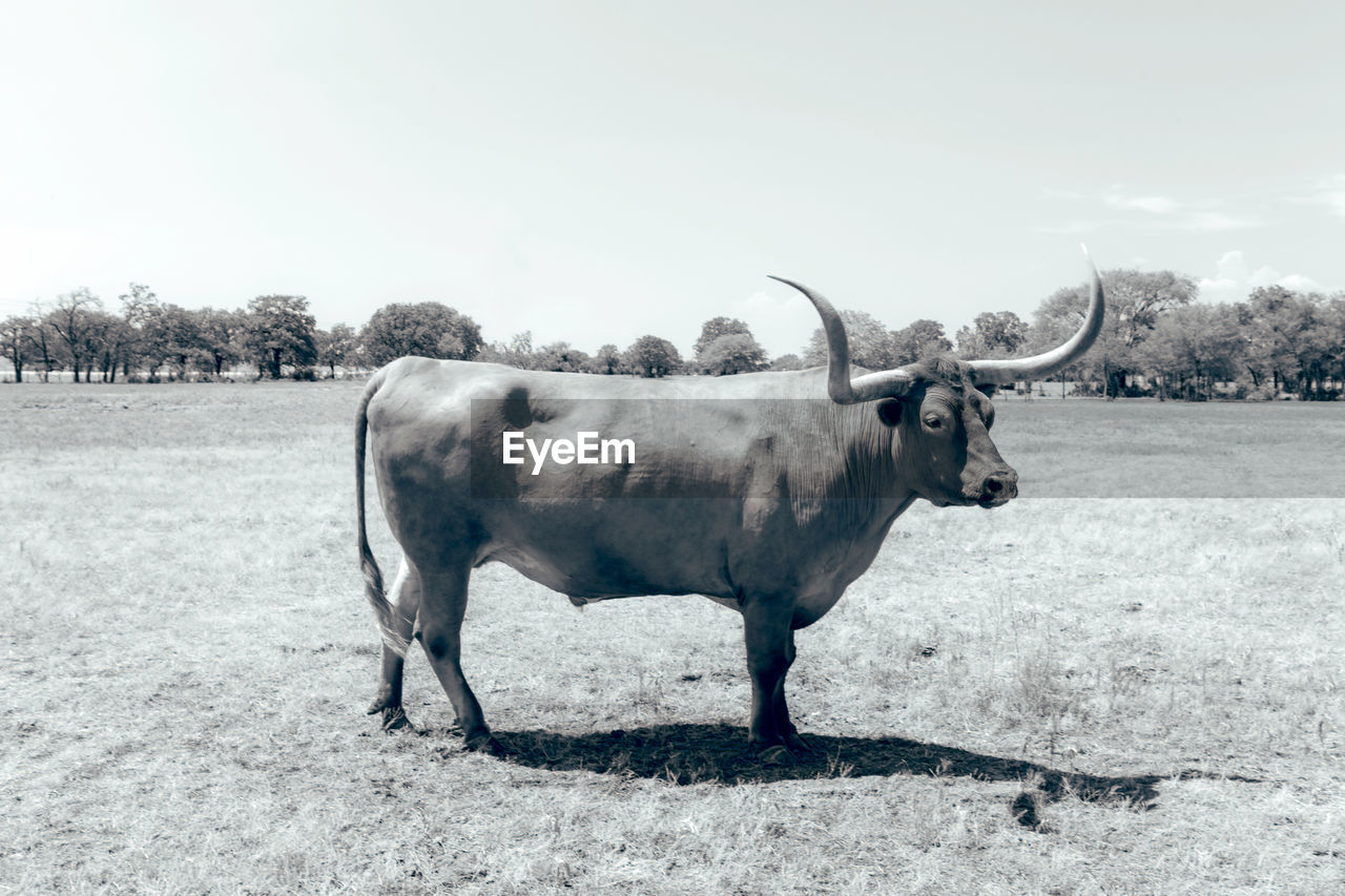 HORSE STANDING IN THE FIELD