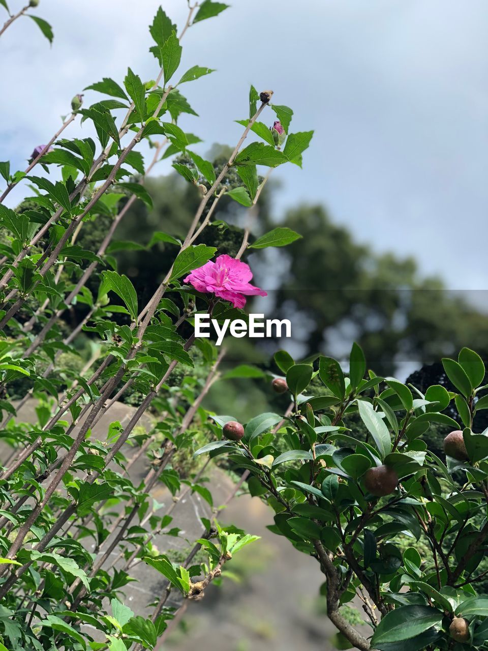 Low angle view of flowers blooming on plant