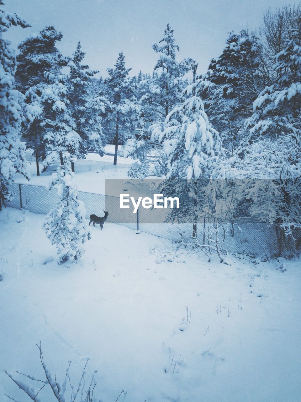 Deer on snow covered field