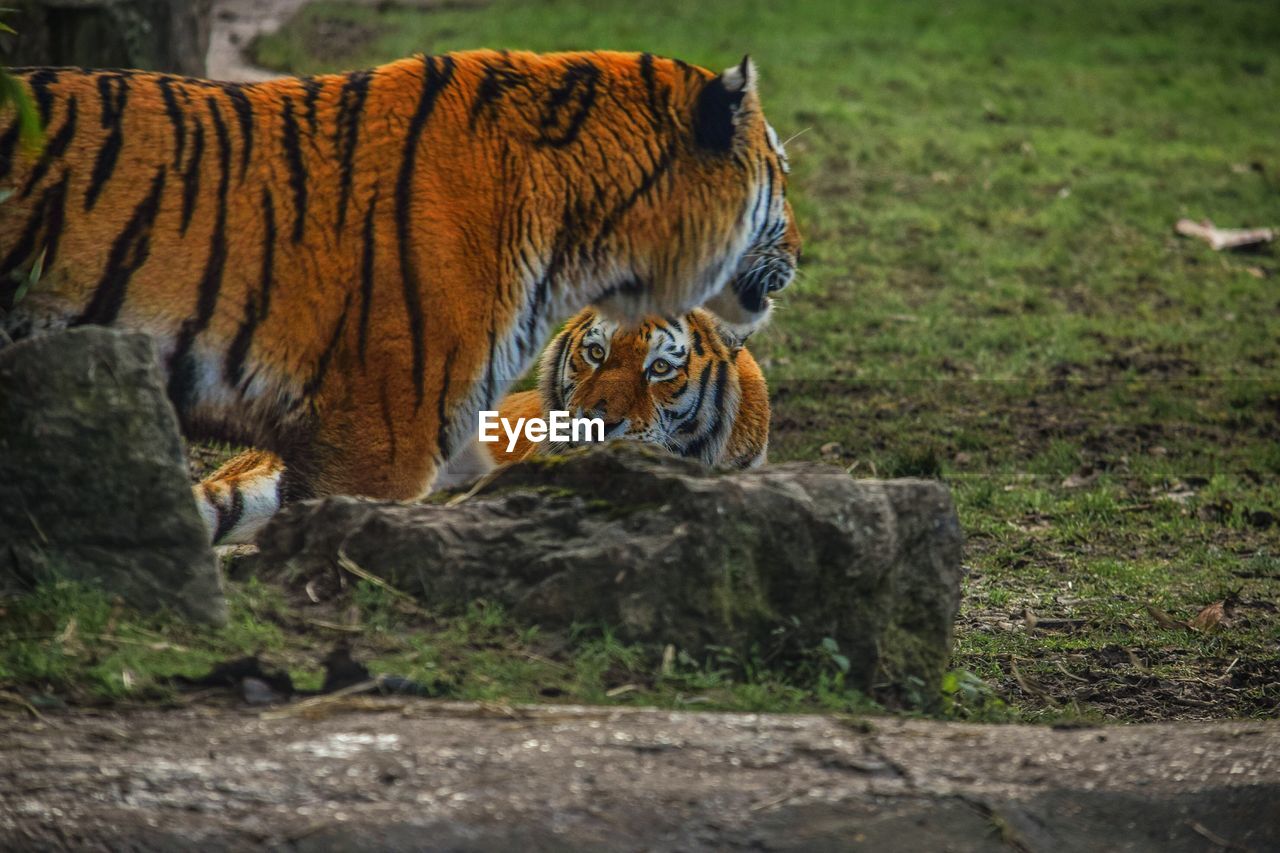 Tiger on field