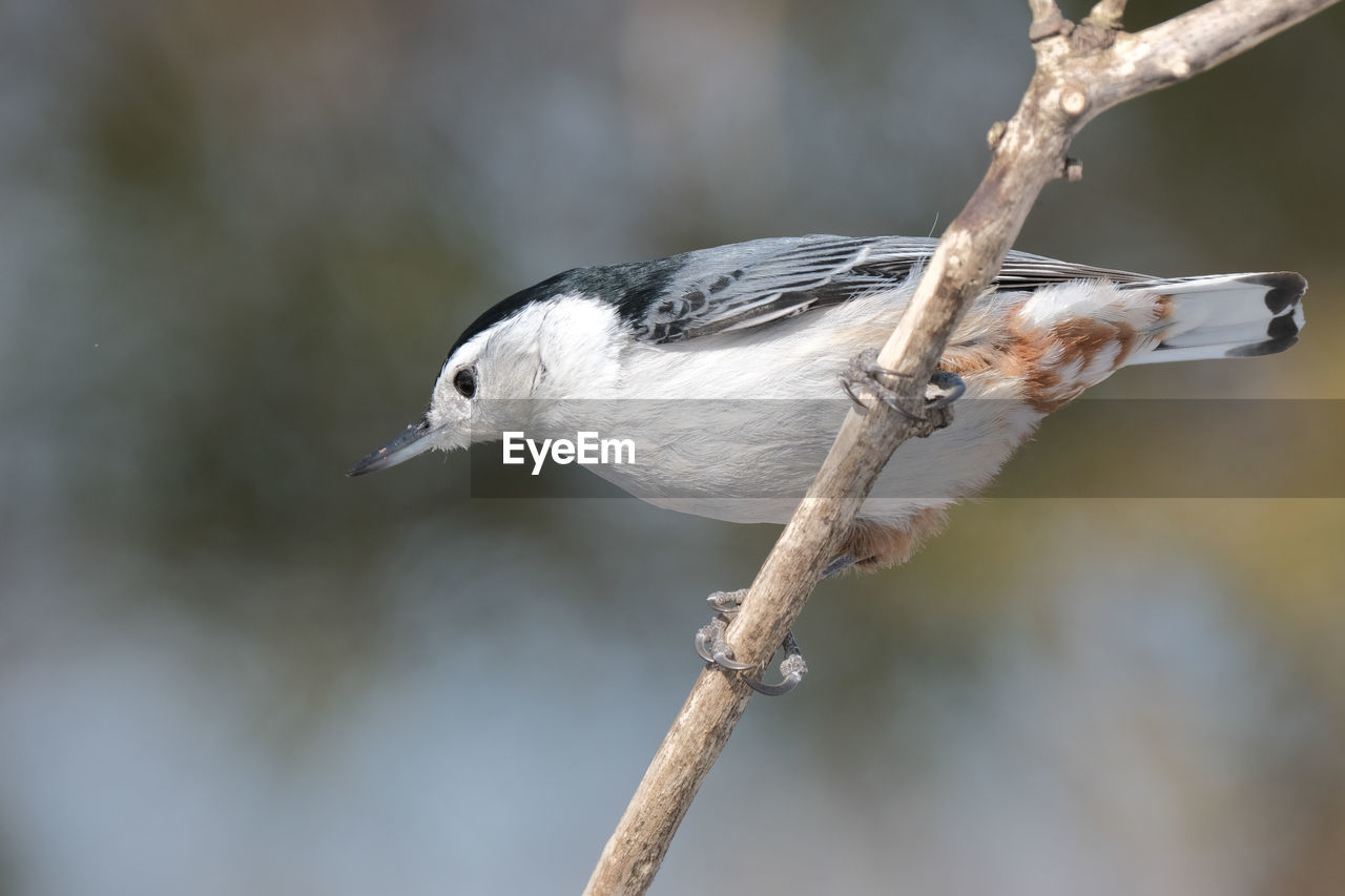 White-breasted nuthatch