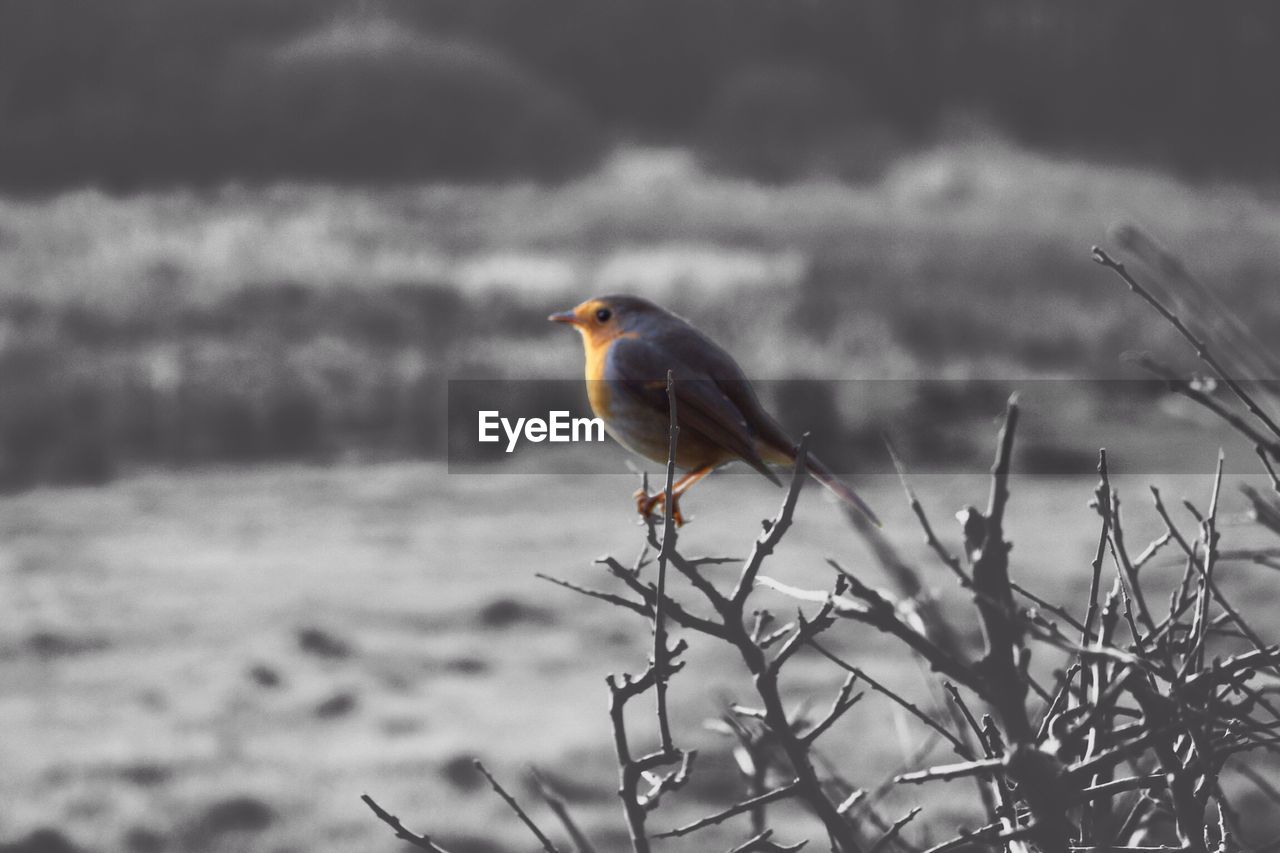 CLOSE-UP OF BIRD PERCHING ON RAILING