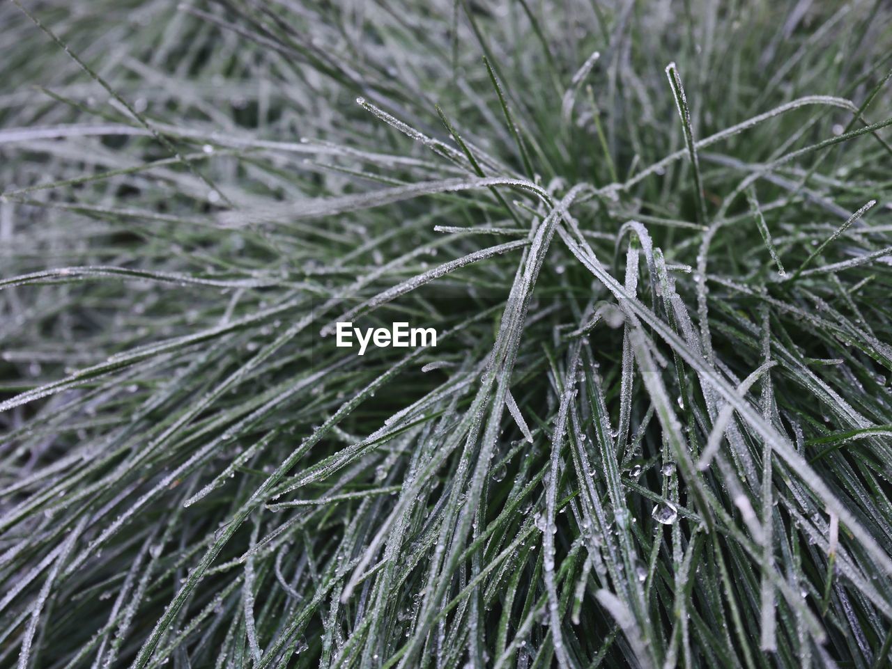 Full frame shot of snow covered plants