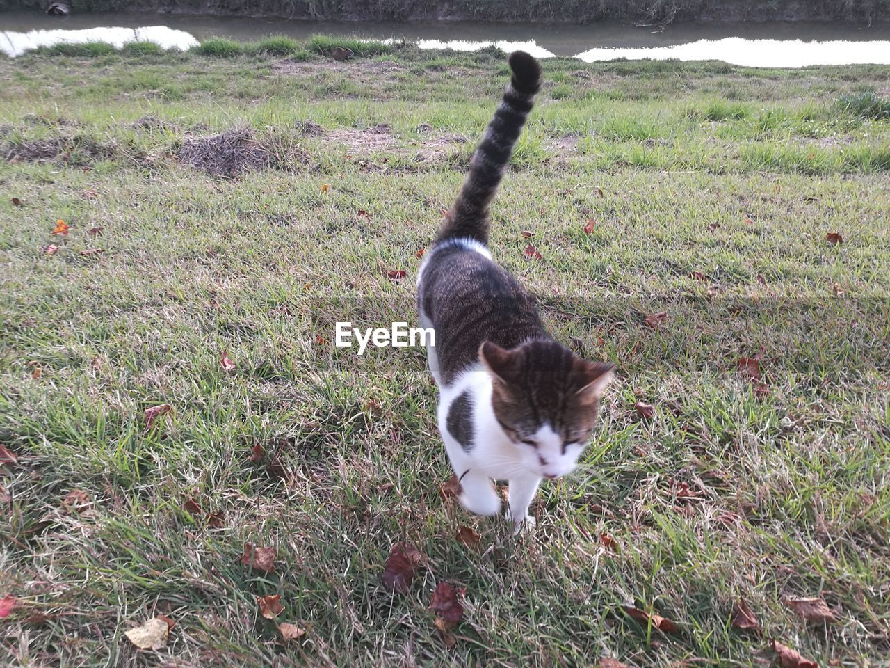 CAT ON GRASS FIELD