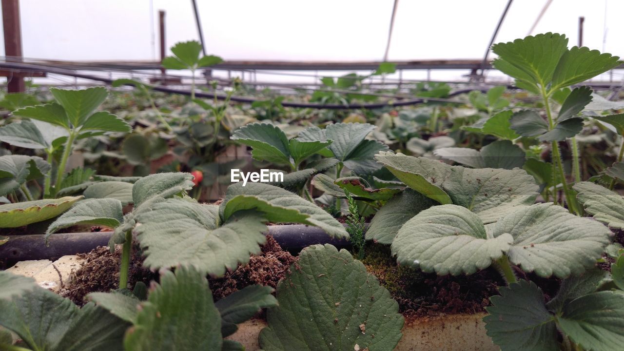 CLOSE-UP OF CACTUS PLANTS IN GREENHOUSE