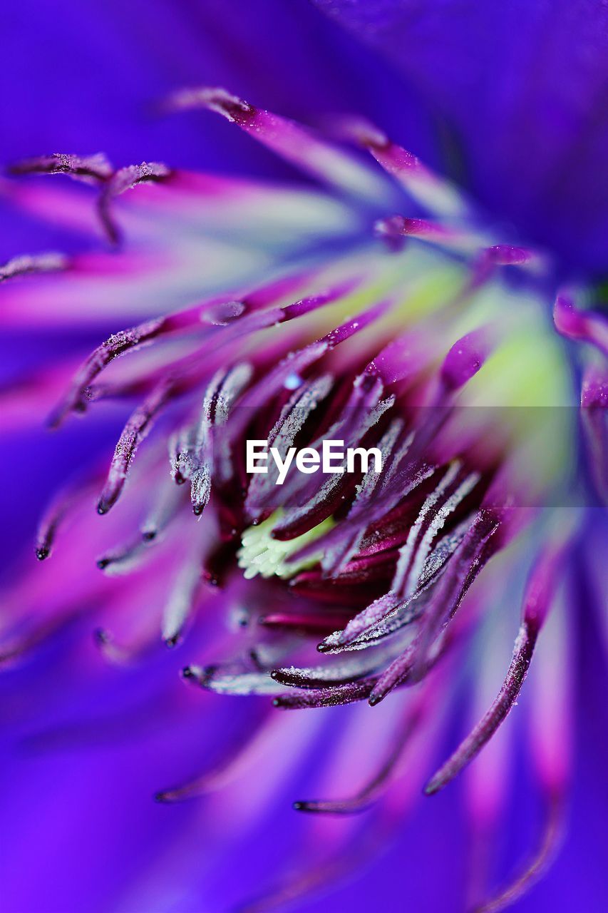 Close-up of pink clematis flower