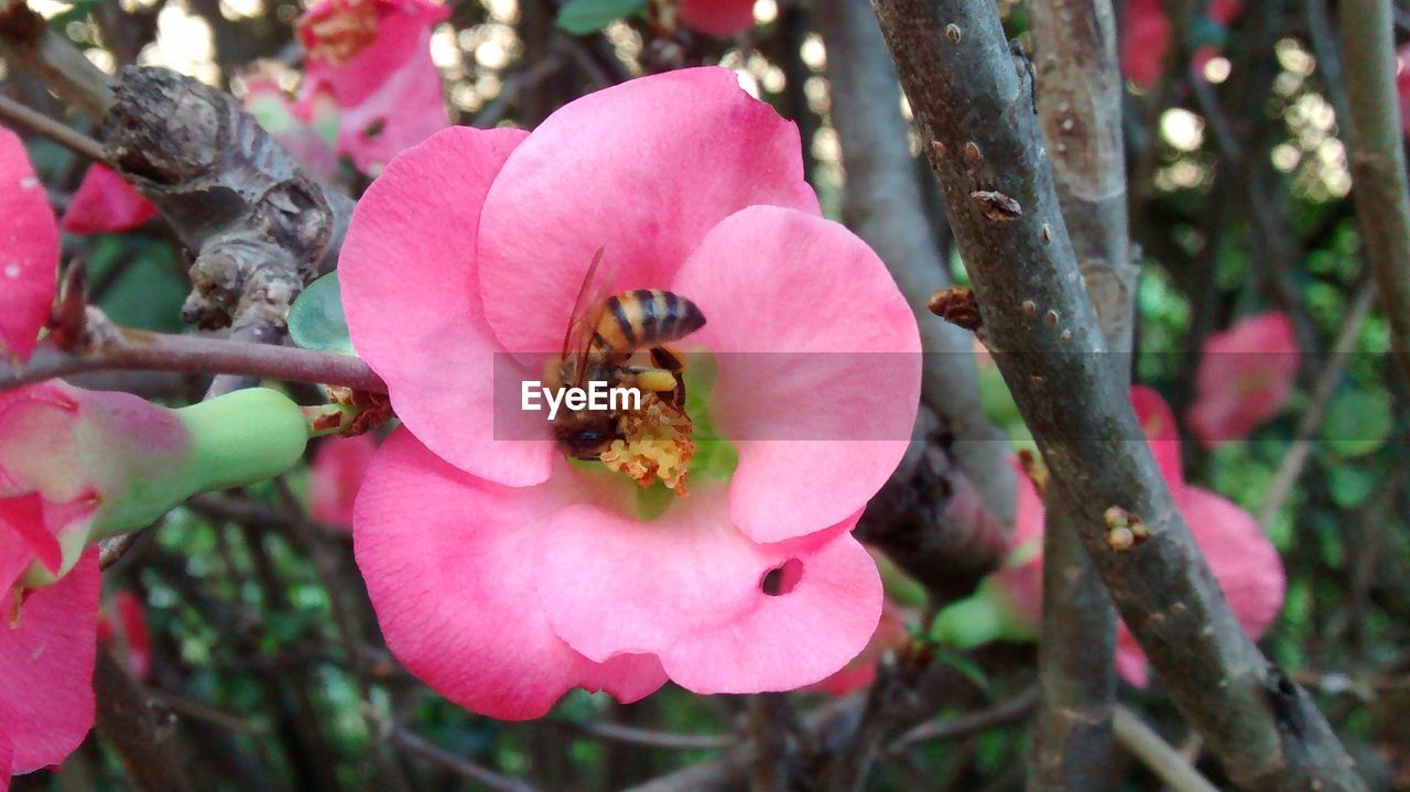 CLOSE-UP OF BEE POLLINATING FLOWER