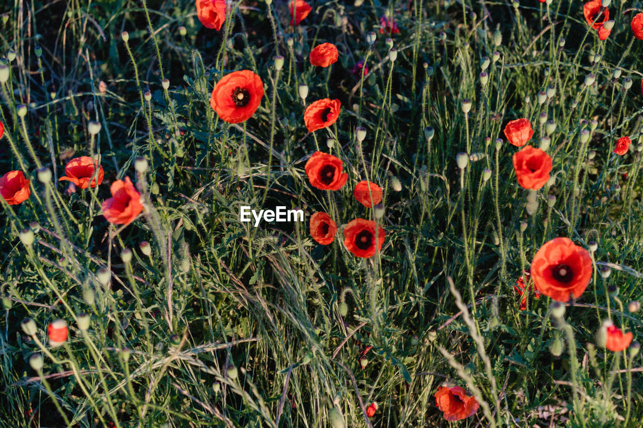 CLOSE-UP OF POPPIES ON FIELD