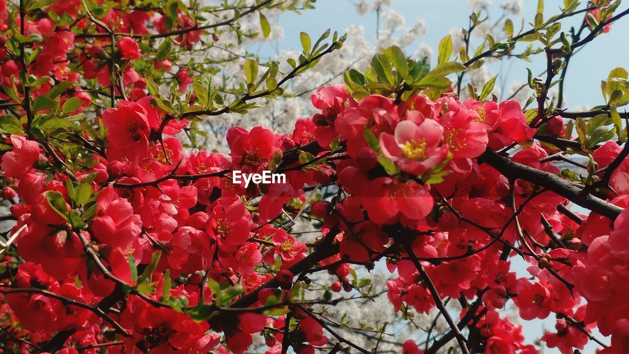 LOW ANGLE VIEW OF RED FLOWERS ON TREE