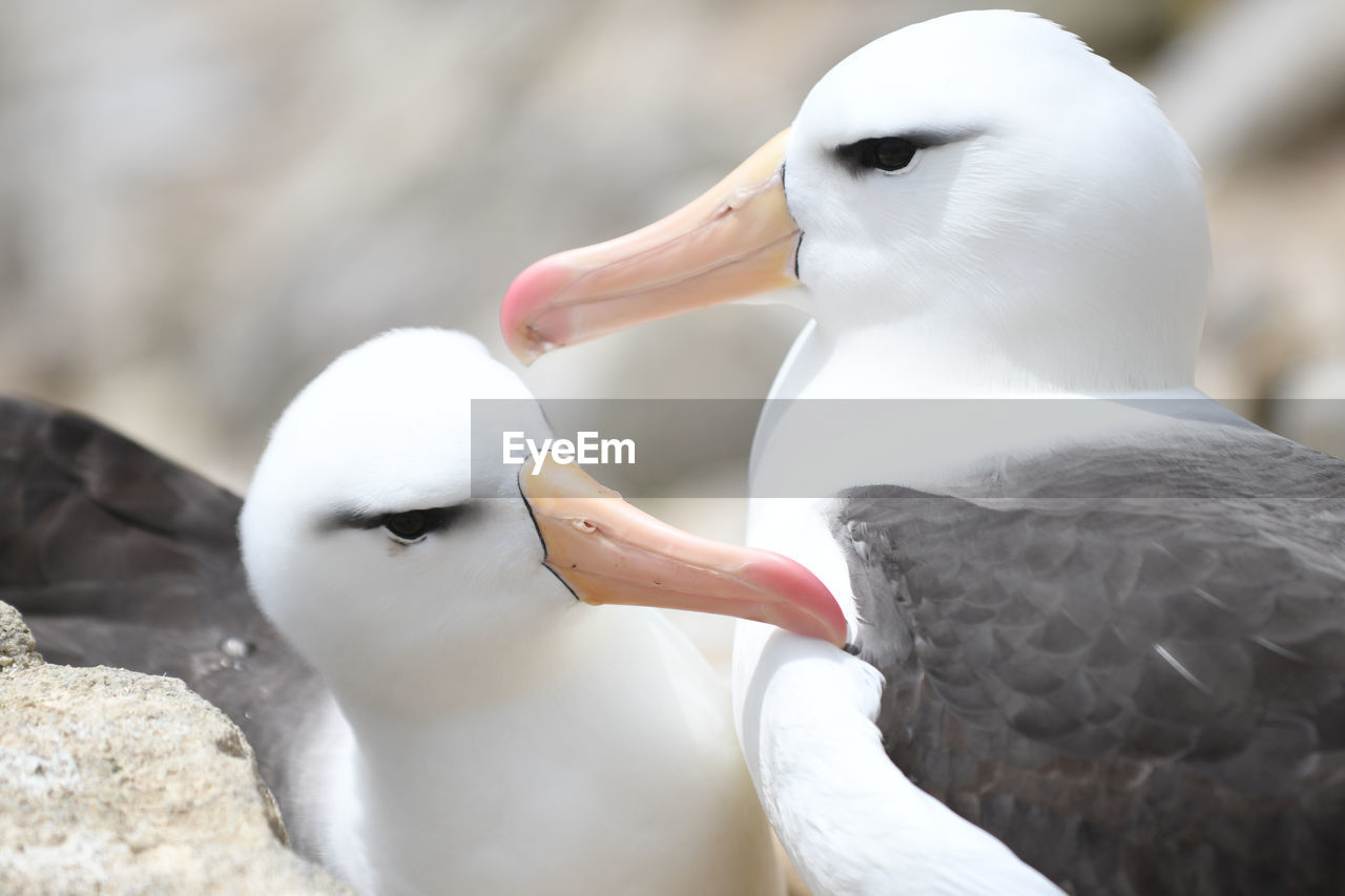 High angle close-up of black-browed albatross at falkland islands