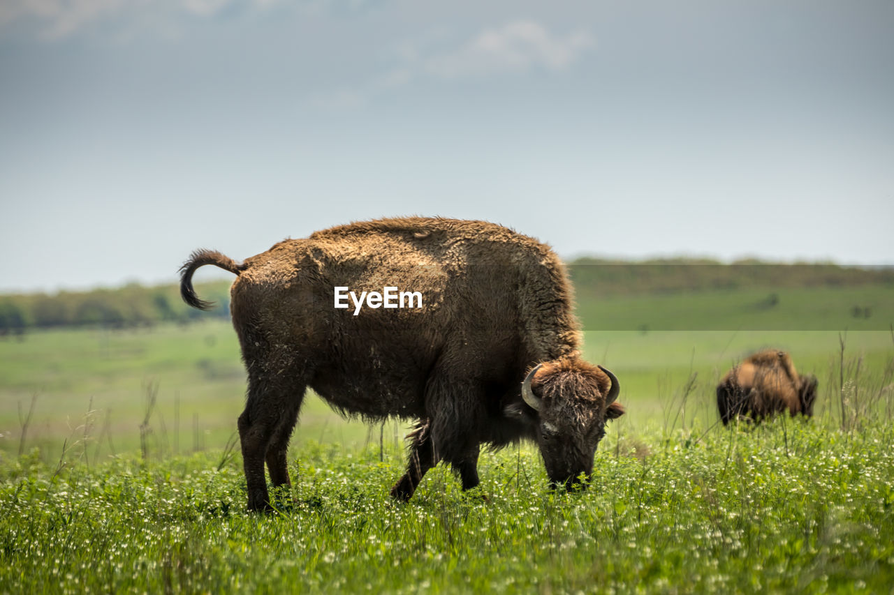 Bisons in the tallgrass prairie, ok