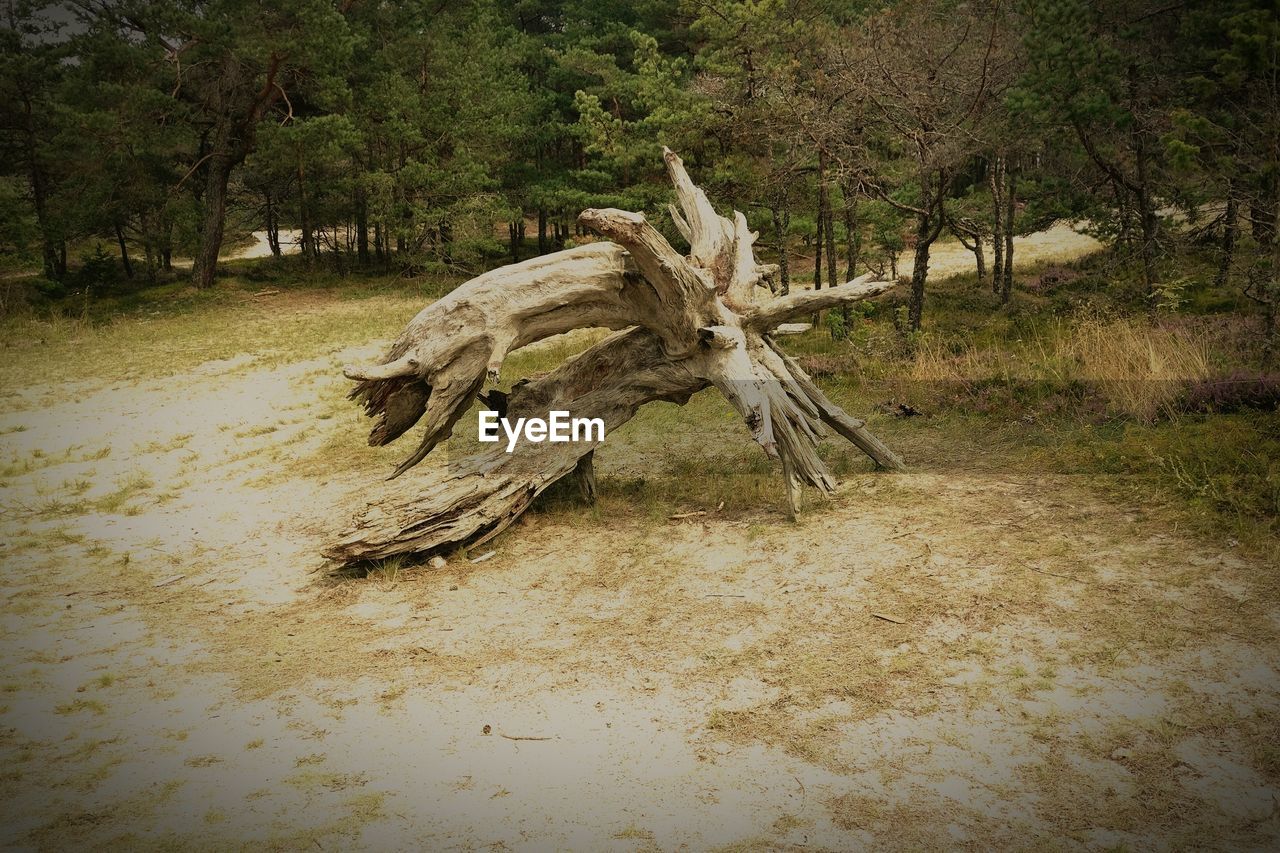 TREES ON LOG