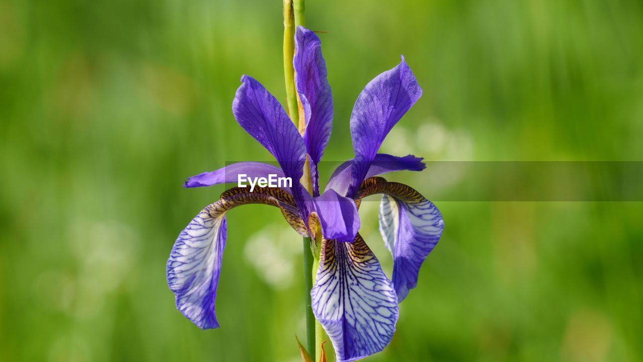 Close-up of purple iris