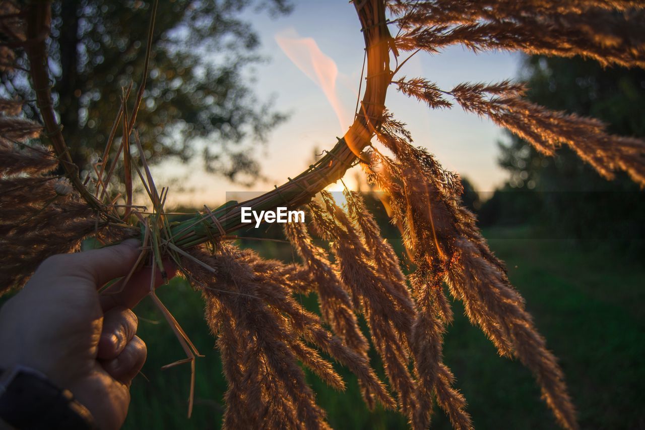 Cropped hand of man holding wheat plants during sunset