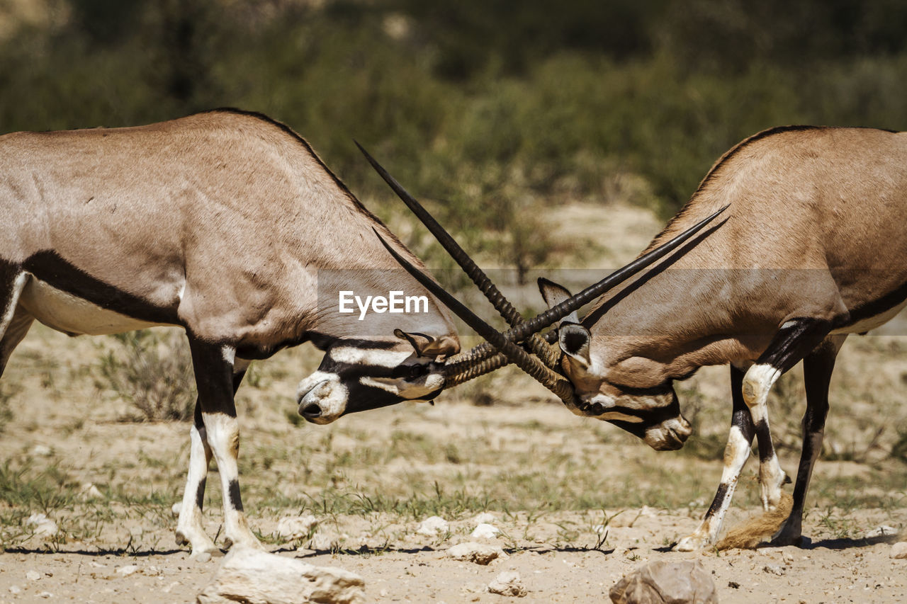 VIEW OF A HORSE ON LAND