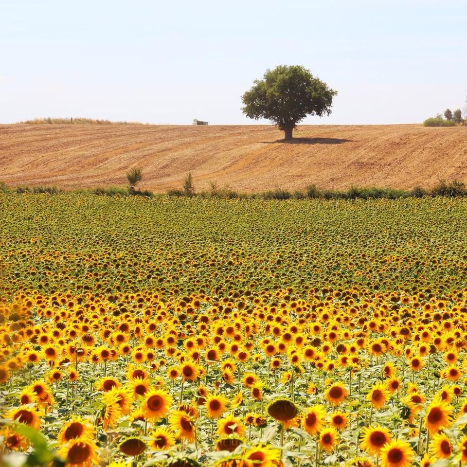 VIEW OF SUNFLOWER FIELD AGAINST SKY