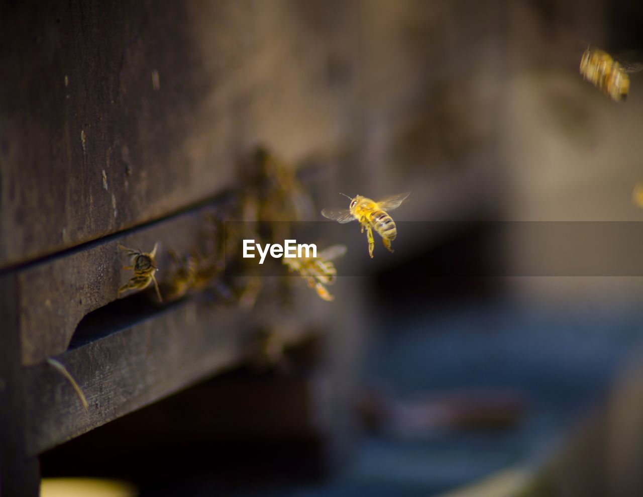 Close-up of insects against wood