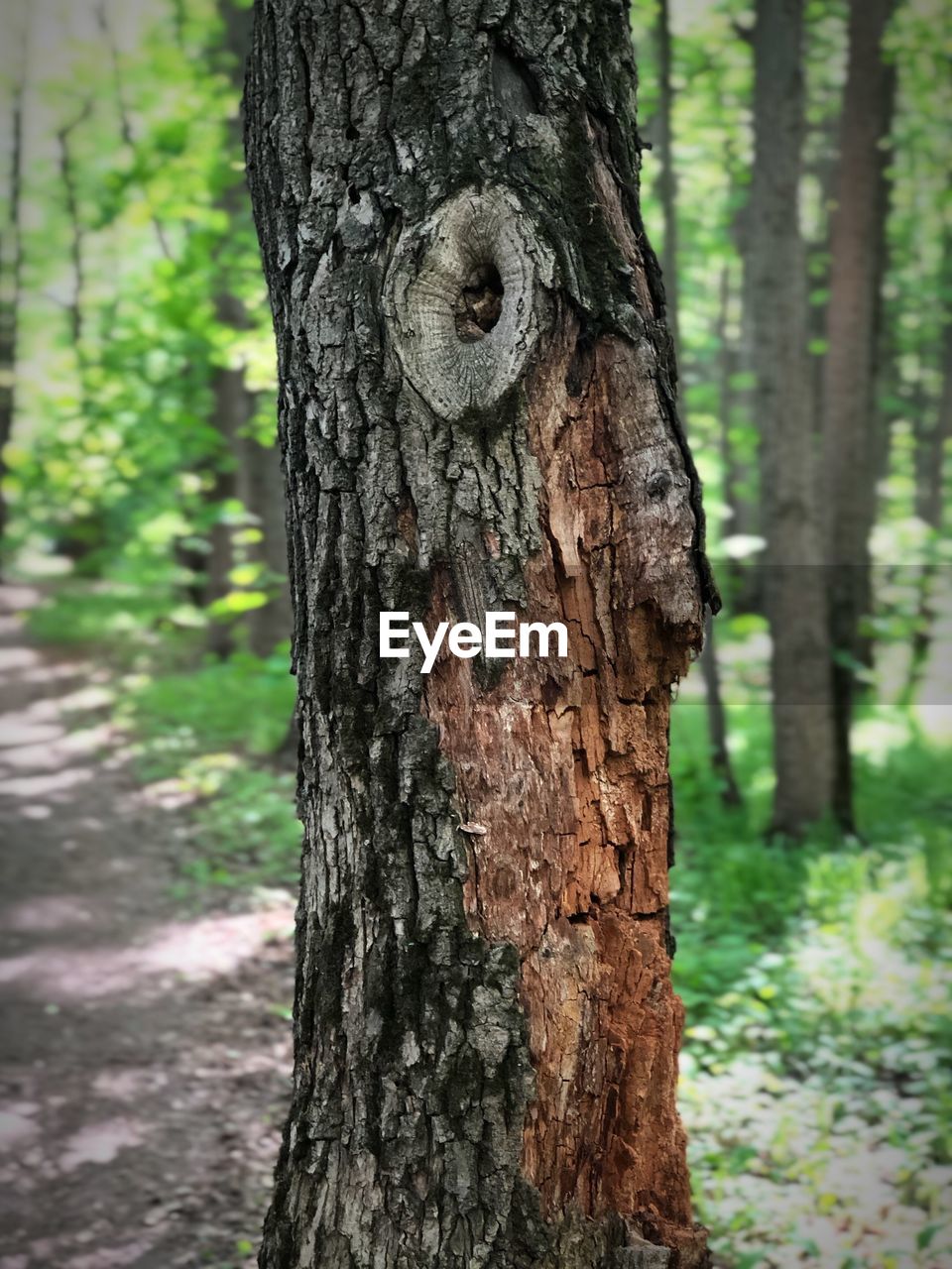 CLOSE-UP OF TREE TRUNK ON FOREST