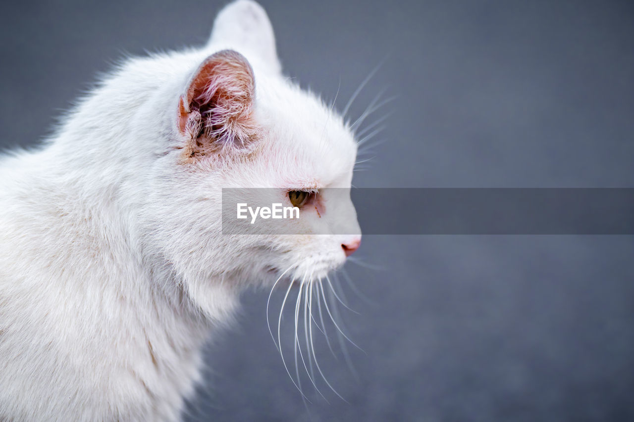 CLOSE-UP OF A WHITE CAT