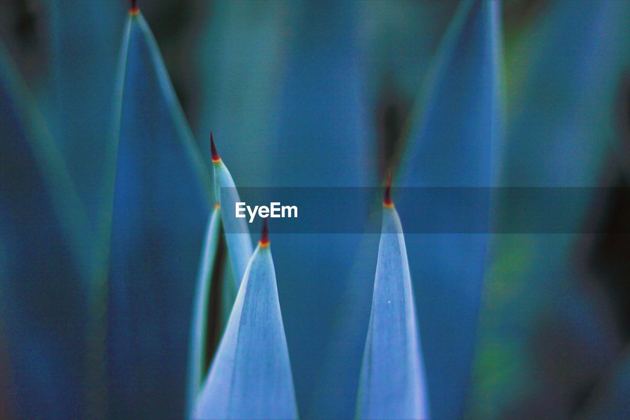 CLOSE-UP OF BLUE FLOWERING PLANT AGAINST BLURRED BACKGROUND