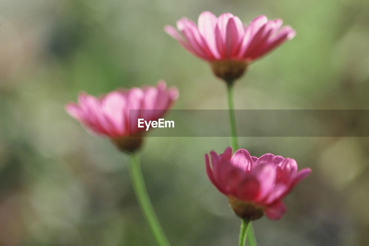 CLOSE-UP OF PINK FLOWERING PLANTS