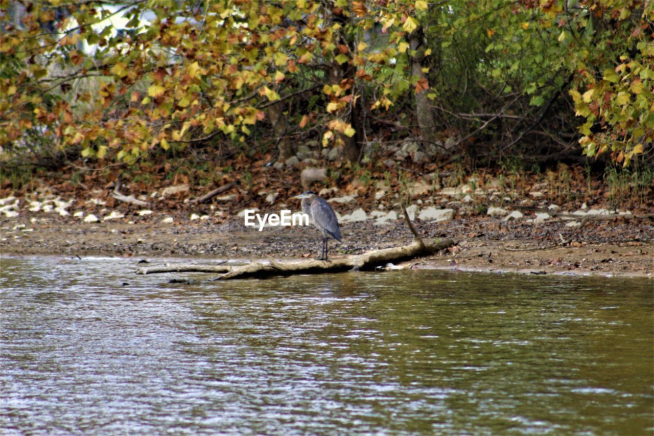 VIEW OF BIRD PERCHING ON TREE IN RIVER