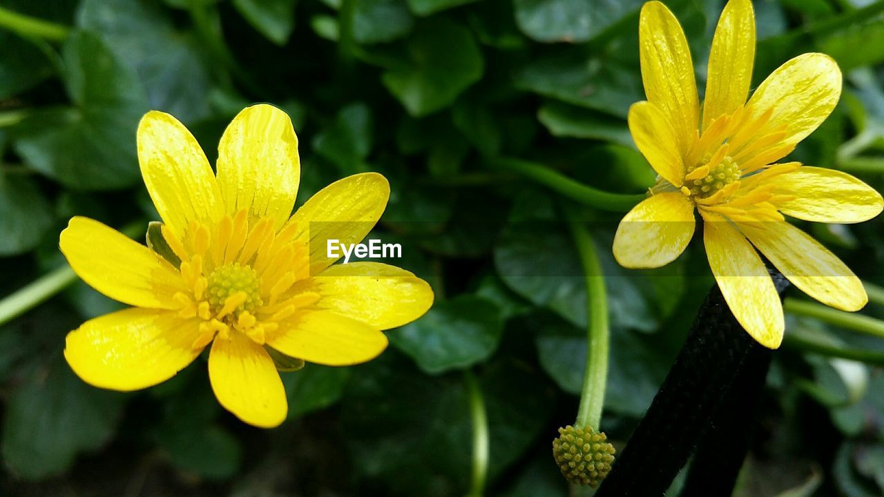 Close-up of yellow flower