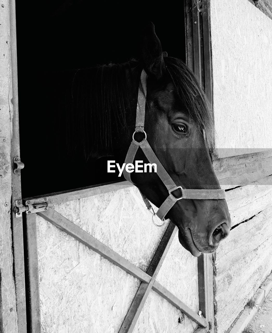 Close-up of horse in stable