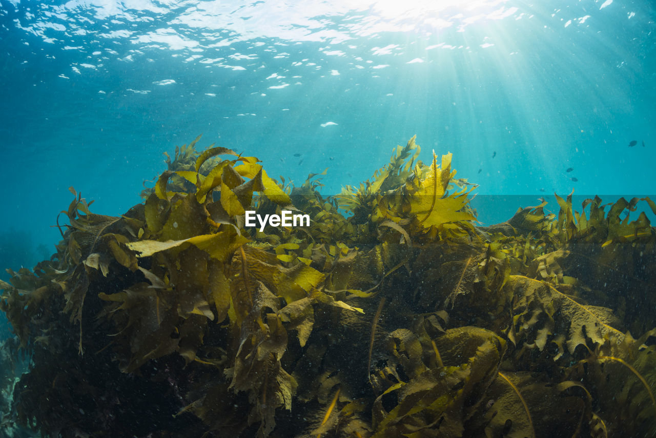 Light pours into a forest of seaweed.