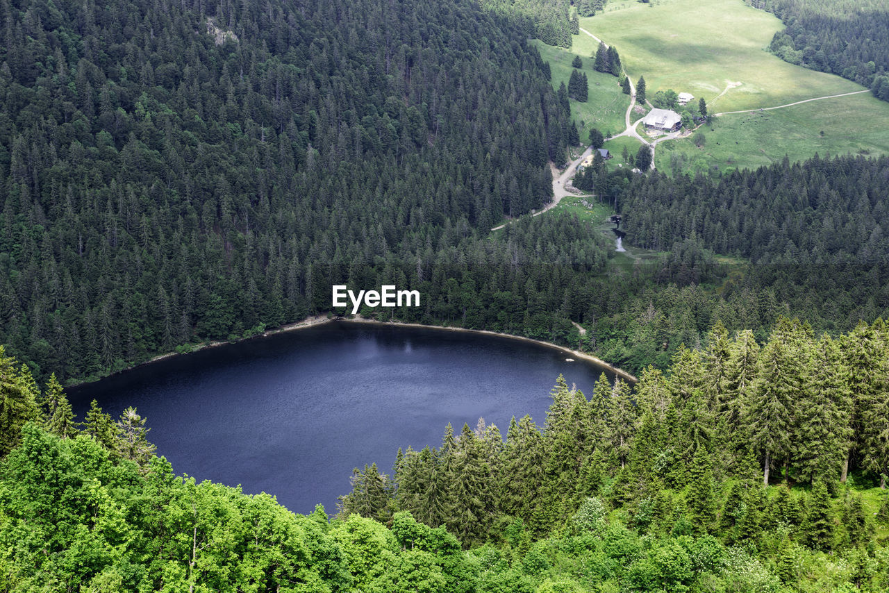 HIGH ANGLE VIEW OF LAKE AND TREES IN FOREST