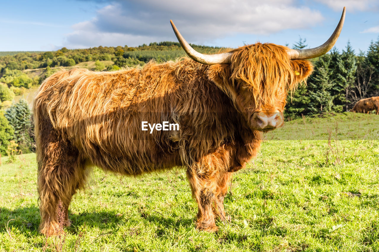 COW STANDING ON FIELD